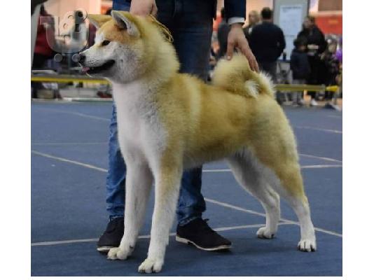 Akita Inu, θηλυκό σκυλί Aiko ως δώρο